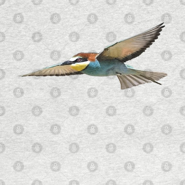 A European Bee-Eater In Flight Cut Out by taiche